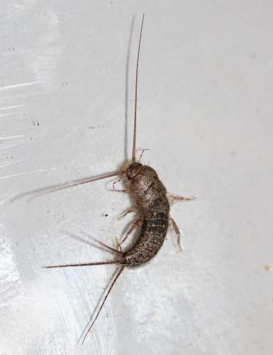 Réf. 226 567 : Ctenolepisma lineata